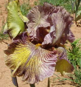 Iris Barbata Alta "Dreaming Clown"