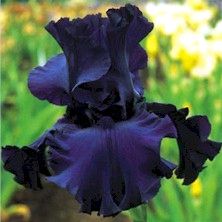Iris Barbata Alta "Dusky Challenger" in vaso