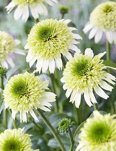 Echinacea Purpurea "Delicious Nougat"