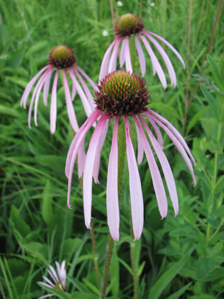 Echinacea Pallida