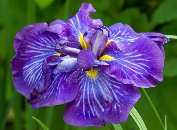 Iris Ensata 
