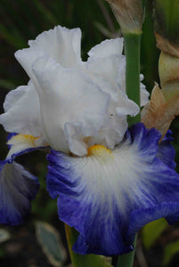 Iris Barbata Alta "Fabuleux" in vaso