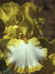 Iris Barbata Alta 