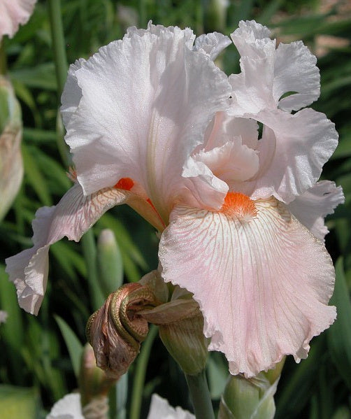 Iris Barbata Alta 