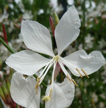 Gaura Lindheimeri 