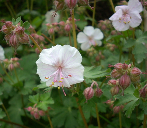 Geranium Macrorrhizum 