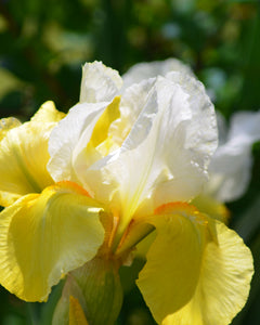 Iris Barbata Alta "Golden Surprise" in vaso
