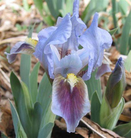 Iris Barbata Miniatura 