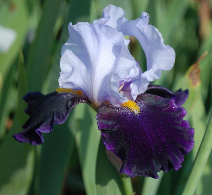 Iris Barbata Alta 
