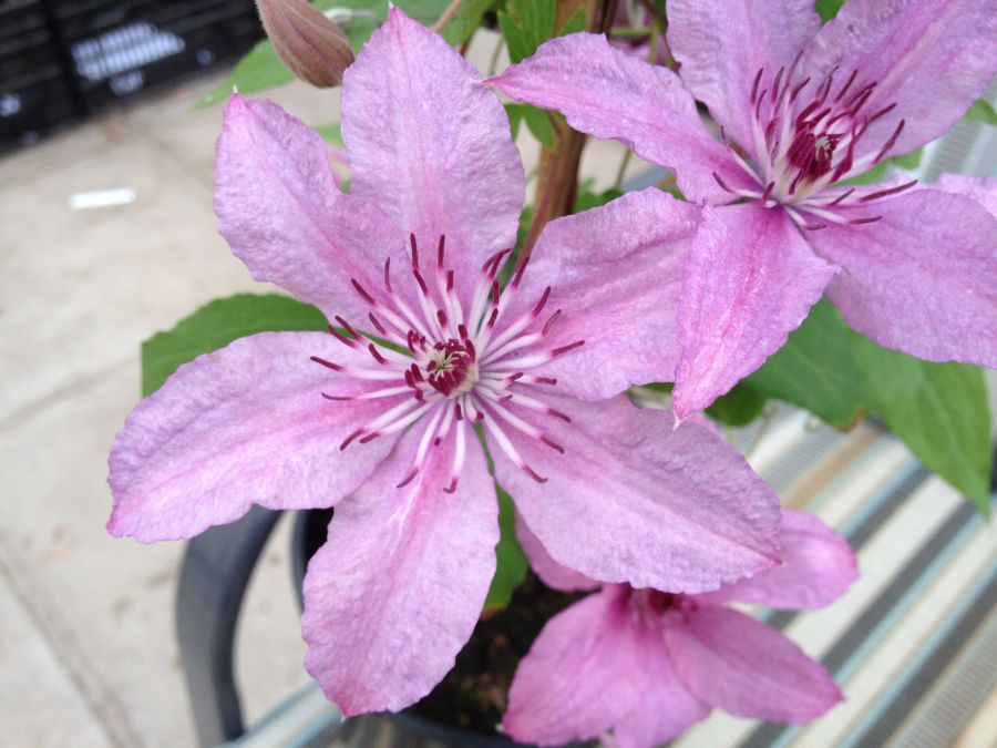 Clematis 