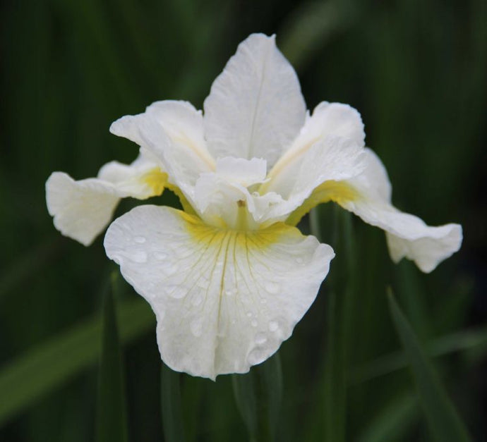 Iris Sibirica 