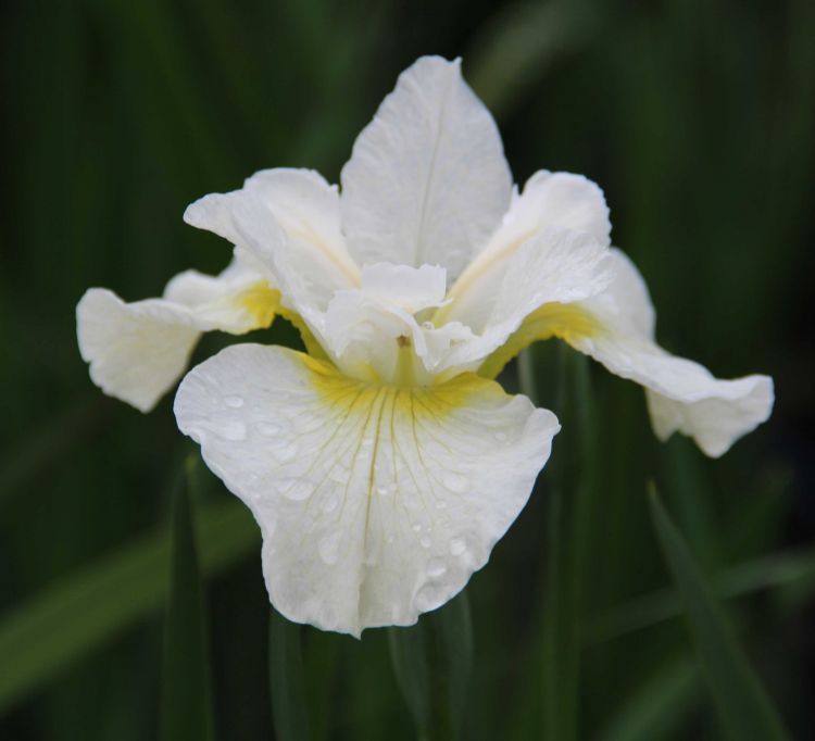 Iris Sibirica 