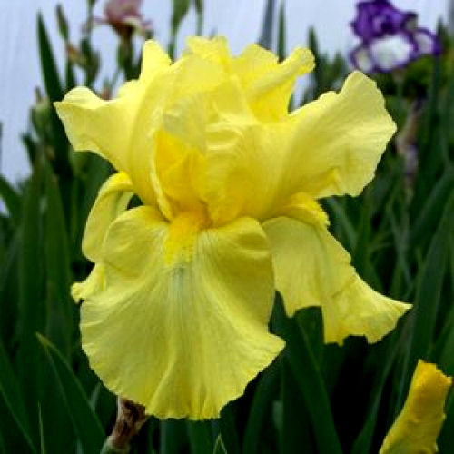 Iris Barbata Alta 