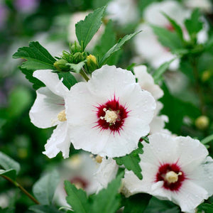 Hibiscus Syriacus "Red Heart "