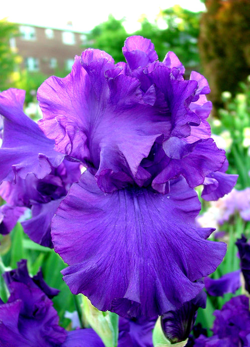 Iris Barbata Alta 