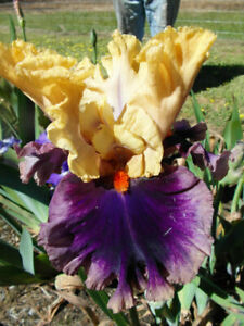 Iris Barbata Alta 