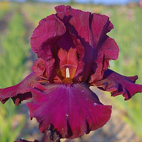 Iris Barbata Alta 