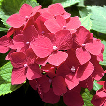 Carica l&#39;immagine nel visualizzatore di Gallery, Hydrangea Macrophylla rosso
