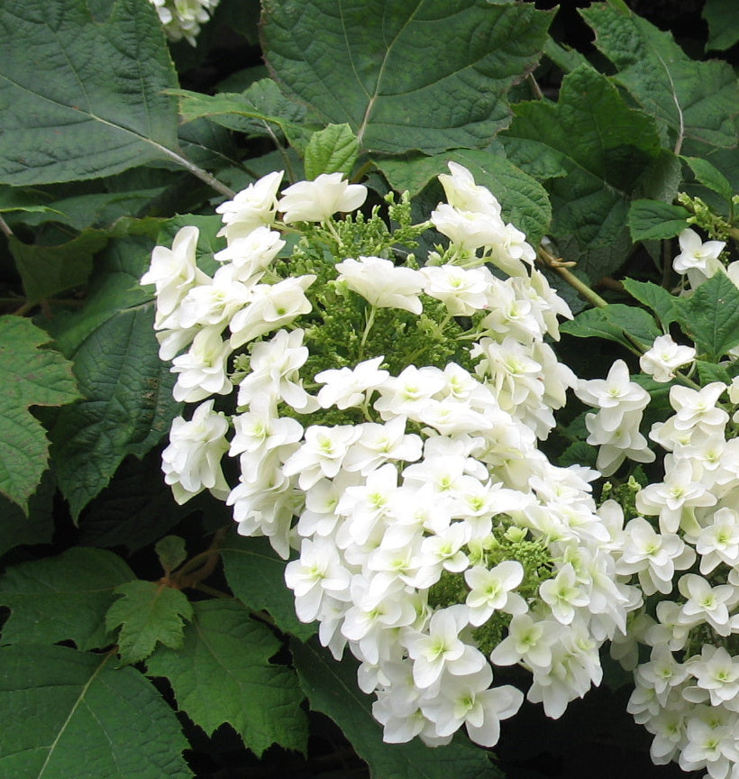Hydrangea Quercifolia 