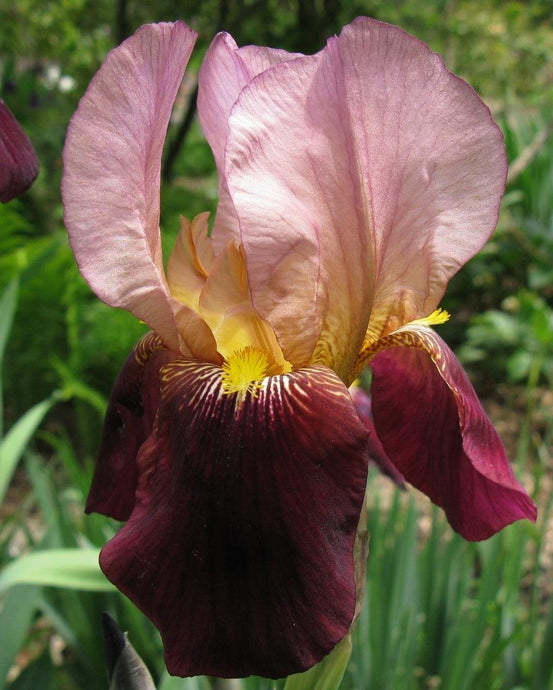 Iris Barbata Alta 