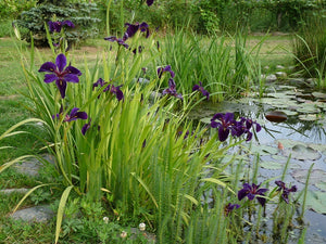 Iris Louisiana "Black Gamecock"