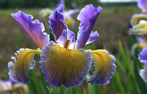 Iris Spuria in colore casuale