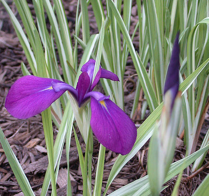 Iris Ensata variegata