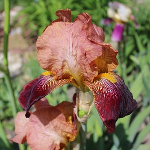 Iris Barbata Alta "Caligula"
