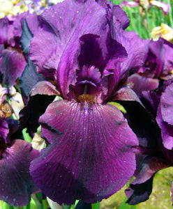 Iris Barbata Alta "Swahili"