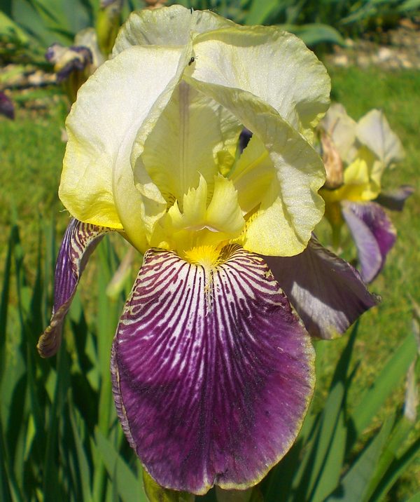 Iris Barbata Alta 