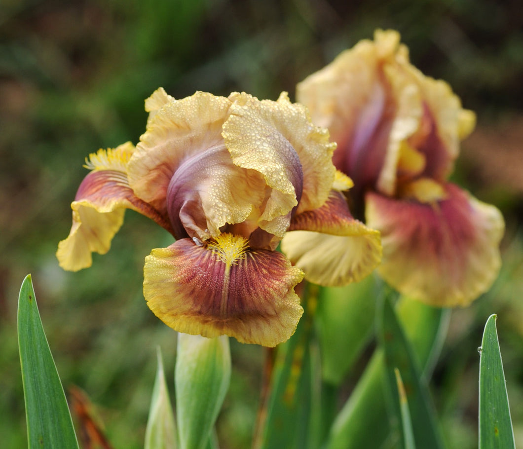 Iris Barbata Intermedia 