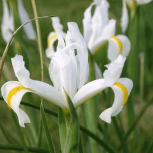 Iris Reticulata "Louise"