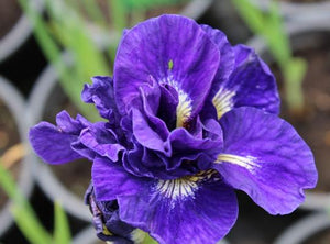 Iris Sibirica "Kabluey"