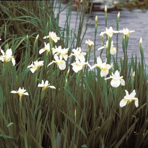 Iris Sibirica "Snow Queen"