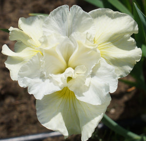 Iris Sibirica "Yellowtail"