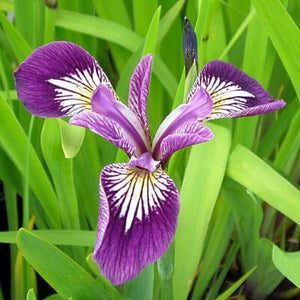 Iris Versicolor Kermesina