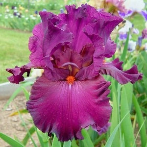Iris Barbata Alta "Vizier"
