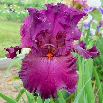 Iris Barbata Alta 