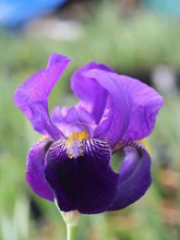 Carica l&#39;immagine nel visualizzatore di Gallery, Iris Barbata Alta &quot;Joanna&quot; in vaso
