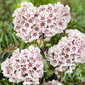 Kalmia Latifolia "Peppermint"