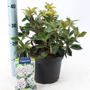 Kalmia Latifolia "Peppermint"