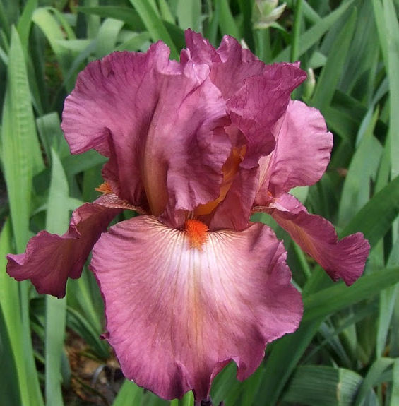 Iris Barbata Alta 