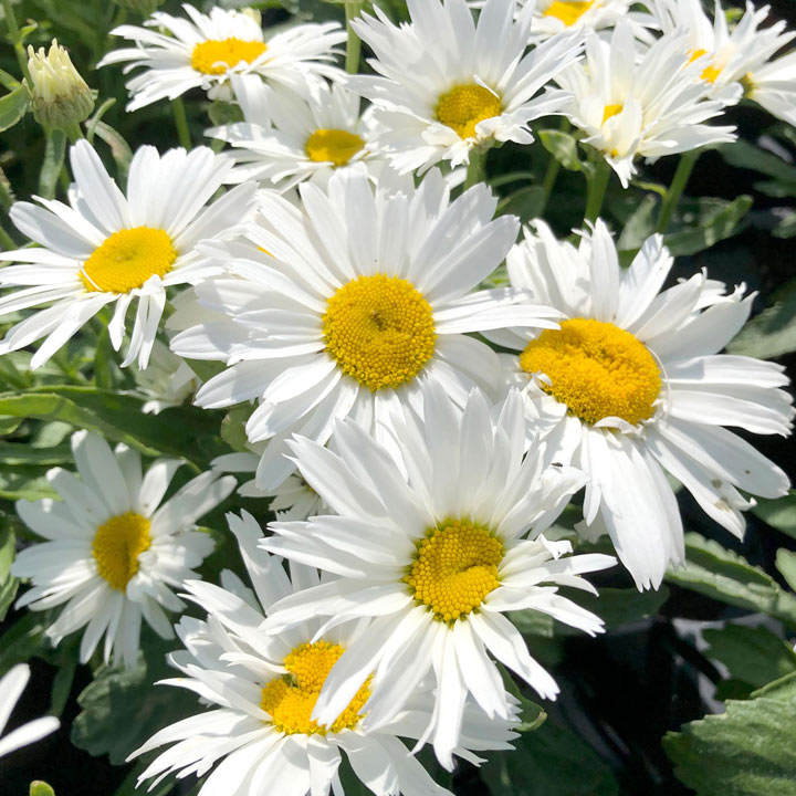 Chrysanthemum Maximum 