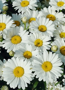 Chrysanthemum Superbum "Ooh La Lagrande"