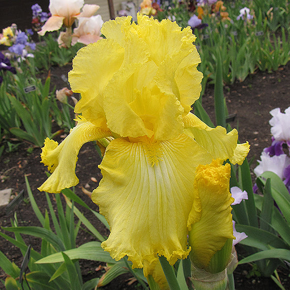 Iris Barbata Alta 