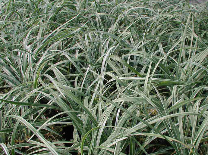 Liriope Spicata 