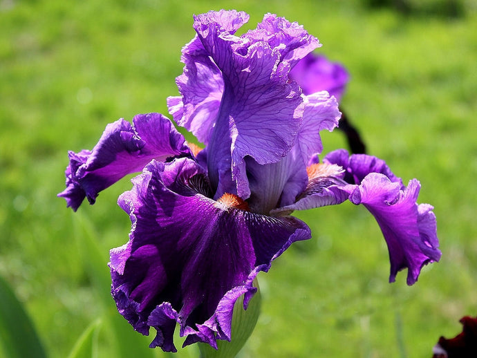 Iris Barbata Alta 