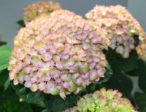Hydrangea Macrophilla "Magical Revolution Pink"