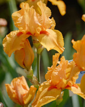 Carica l&#39;immagine nel visualizzatore di Gallery, Iris Barbata Nana &quot;Maid of Orange&quot;
