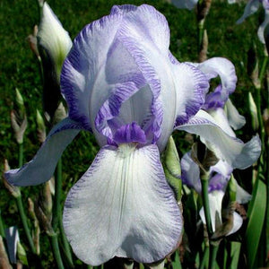 Iris Barbata Alta "Ma Mie" in vaso